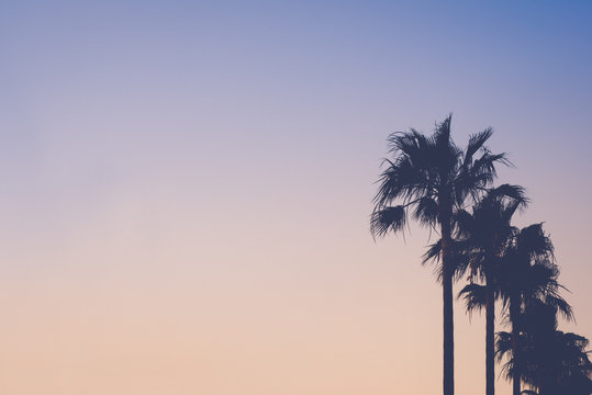 Row of Palm Trees Against Pastel Colored Sky