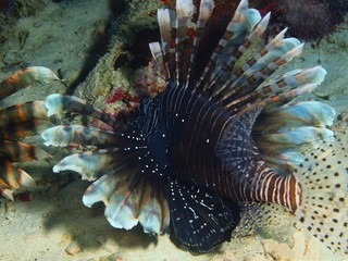 Naklejka na ściany i meble The amazing and mysterious underwater world of Indonesia, North Sulawesi, Bunaken Island, scorpionfish