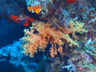 Naklejka na ściany i meble The amazing and mysterious underwater world of Indonesia, North Sulawesi, Bunaken Island, soft coral