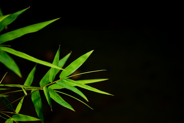 Bamboo leaves isolated on dark background.