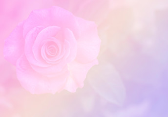Fototapeta na wymiar pink rose on white background