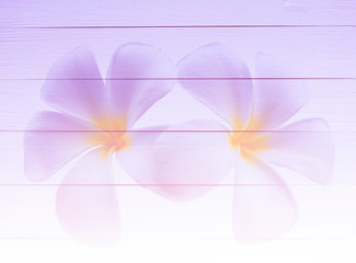  Double explosure of white plumeria flower on violet  tone wooden texture background. Vintage style.