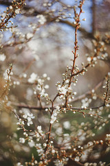 blooming cherry orchard Sakura is blooming