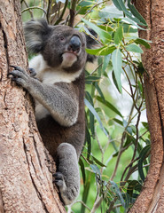 Cute Australian Koala Bear sitting in a eucalyptus tree and looking with curiosity