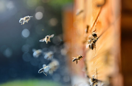 Close up of flying bees. Wooden beehive and bees, blured background.