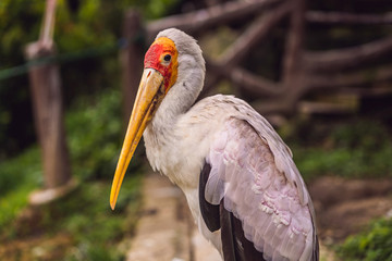 The Yellow-billed Stork, Mycteria ibis, is a large wading bird in the stork family Ciconiidae