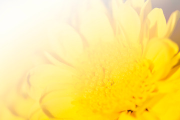 Fototapeta na wymiar Closeup image of chrysanthemum flower soft tone color blurred background.