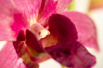 Closeup of beautiful red orchid with blurred background.