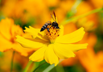 Closeup of bee pollinates at yellow cosmos flower in the garden blurred background.
