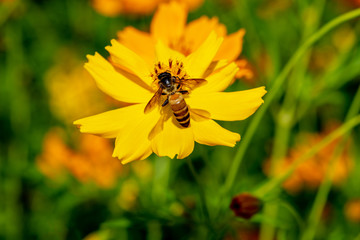 Closeup of bee pollinates at yellow cosmos flower in the garden blurred background.