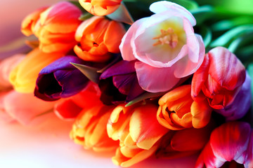 Colorful Tulips in the Spring, Easter flowers