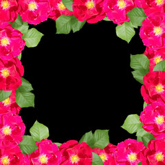 Beautiful floral background of crimson roses. Isolated 