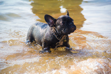 French bulldog on the beach. Splendid young strong black French Bulldog running on sea wave.