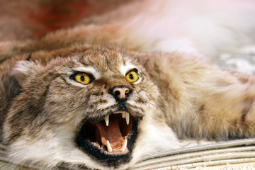 Fototapeta premium Head of a stuffed lynx in a fur shop. Trade in clothes and rugs from natural fur, taxidermy concept