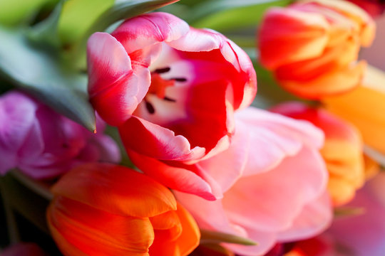 Close-up of colorful Tulips in the Spring