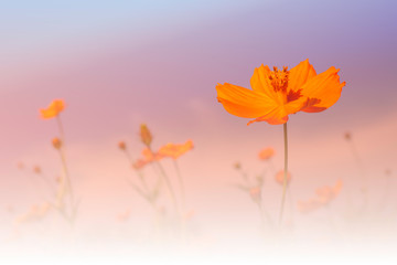 Colorful orange cosmos flower field for soft background. Copy space for your text and content.