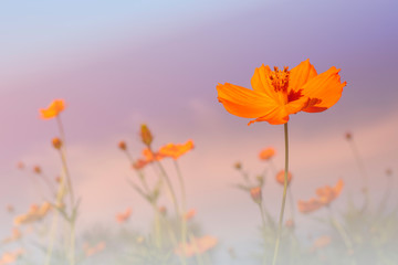Colorful orange cosmos flower field for soft background. Copy space for your text and content.