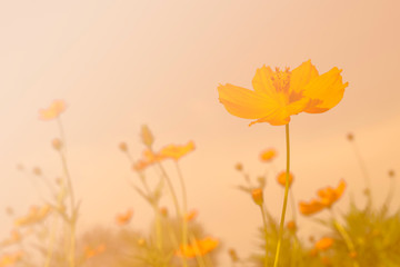Colorful orange cosmos flower field for soft background. Copy space for your text and content.