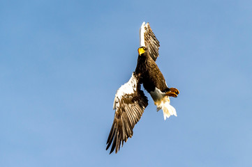 Flying Predatory Stellers Sea-eagle