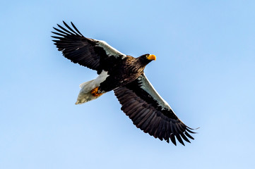 Flying Predatory Stellers Sea-eagle