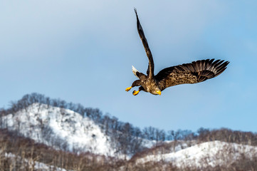 Flying Predatory White-talied Sea Eagle
