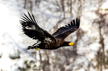 Flying Predatory Stellers Sea-eagle