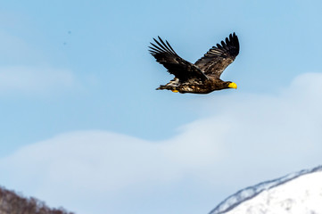 Flying Predatory Stellers Sea-eagle