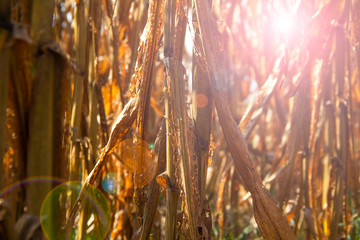 GOLD CORN FIELD IN SUN LIGHT AND BLUE SKY. Agricultural field with corn.