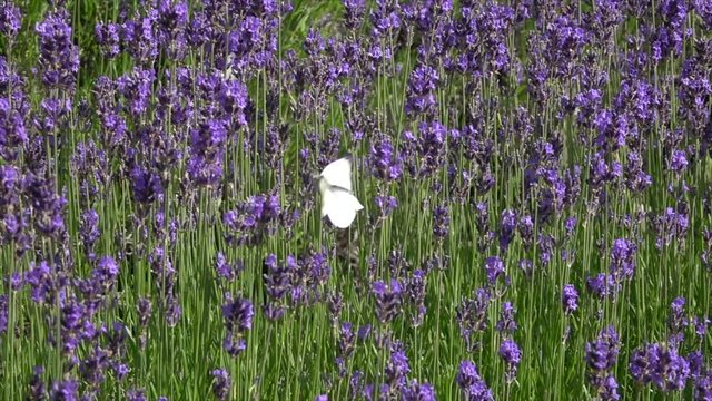 Gro&szlig;er&nbsp;Kohlwei&szlig;ling&nbsp;(Pieris brassicae) fliegt in Lavendelfeld im Moseltal