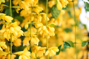 Petreovitex bambusetorum is a creeper The vines can continue Popularly planted to grow along the...