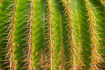 Thang Thong (Golden barrel cactus). thorn cactus tree texture background in hot weather light. Selective focus .