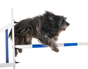 adult pyrenean shepherd