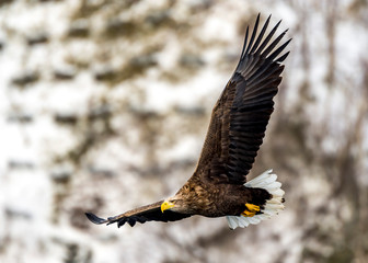 Flying Predatory Stellers Sea-eagle
