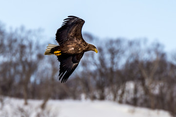 Flying Predatory Stellers Sea-eagle