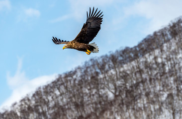 Flying Predatory Stellers Sea-eagle