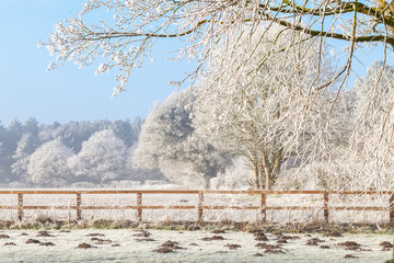 Winter scene with trees fence and mole hills