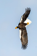 Flying Predatory Stellers Sea-eagle