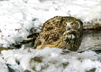 Eurasian Eagle Owl