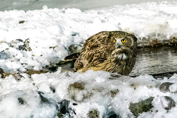 Eurasian Eagle Owl