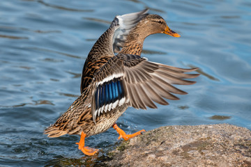 Canard qui marche sur un rocher les ailes déployées 