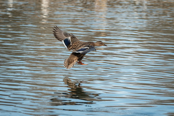 Canard qui va se poser sur l'eau 