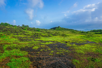 Beautiful green lawn with small interesting stones, on the peninsula near the village Gokarna. India
