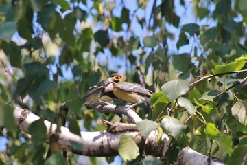 Птенцы Синицы 