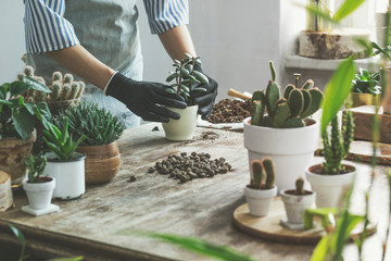 Woman gardeners hand transplanting cacti and succulents in cement pots on the wooden table. Concept of home garden. - obrazy, fototapety, plakaty