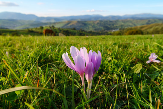Wild crocos in purple and white on Mountain with snow covered Alps in the background