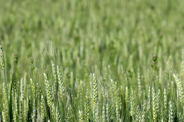 green wheat in spring nature background