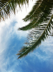 Fototapeta premium palm tree