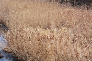 Fototapeta premium Japanese pampas grass on the riverside in winter