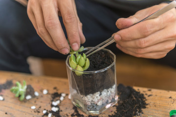 Close up photo of gardener put the mini Succulent Plant on the glass