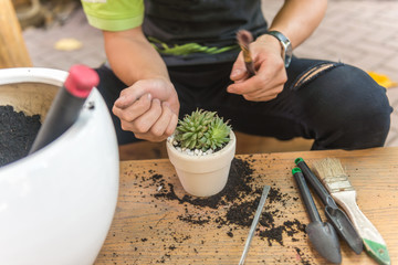 Man gardening cactus in the white pottery
